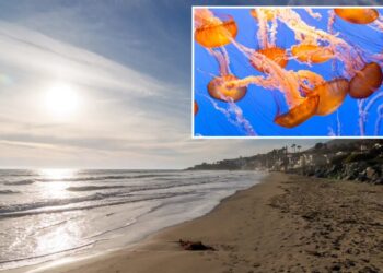 Stinging jellyfish warning issued for beachgoers at SoCal beaches