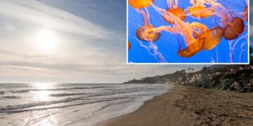 Stinging jellyfish warning issued for beachgoers at SoCal beaches