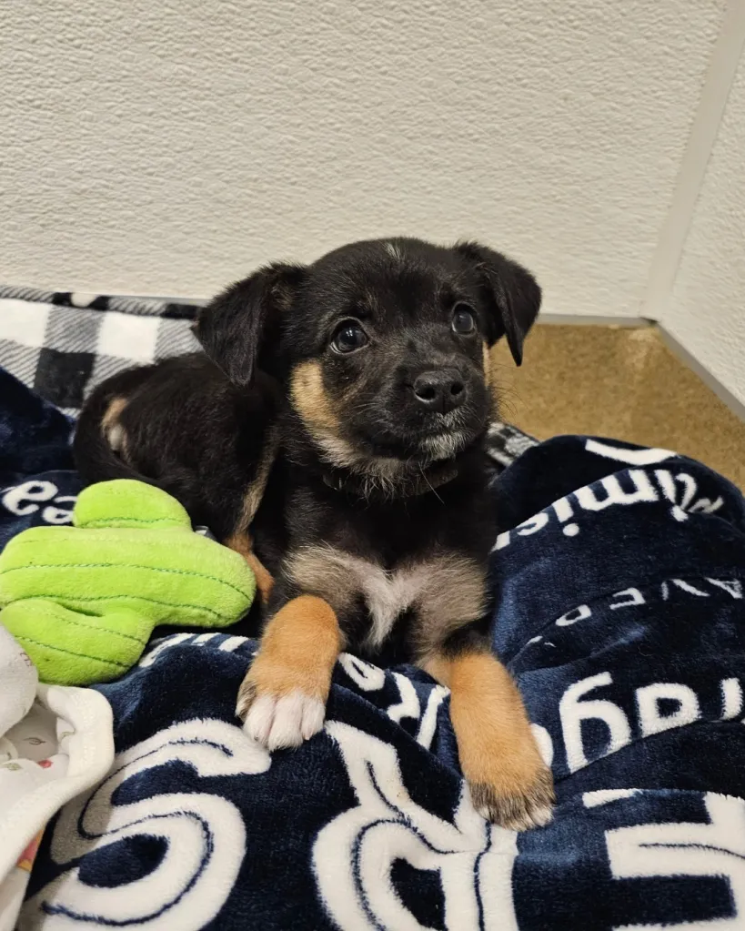 A small black and tan puppy with a green plush toy on a blue blanket.