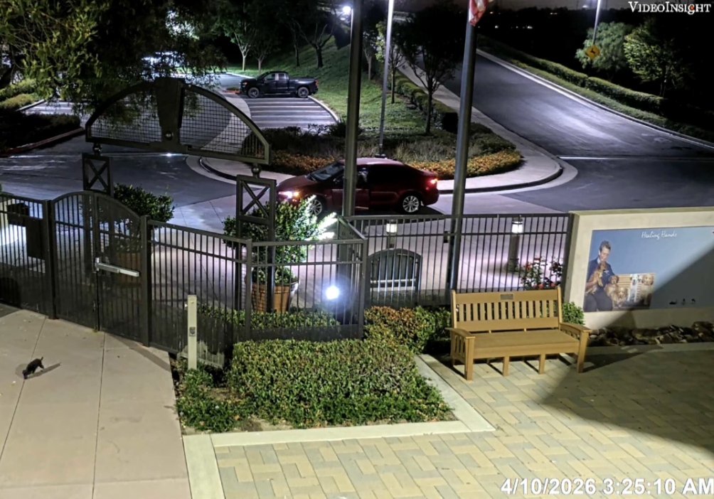 A cat walks on a sidewalk beside a black metal fence and green bushes at night.