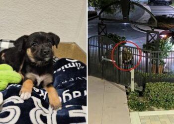 Coldhearted suspect ID’d after brutally throwing puppy outside OC animal shelter