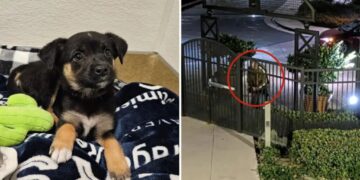 Coldhearted suspect ID’d after brutally throwing puppy outside OC animal shelter