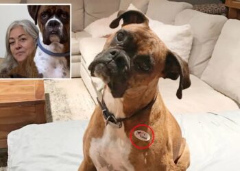 Concerned SoCal woman reveals terrifying fallout from registering her  pet Boxer to vote