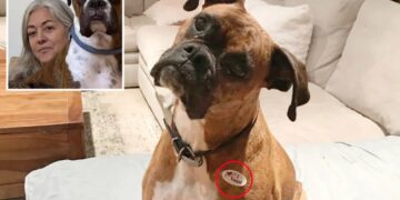 Concerned SoCal woman reveals terrifying fallout from registering her  pet Boxer to vote