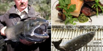 California delicacy unavailable for 3 years will soon be back on the menu