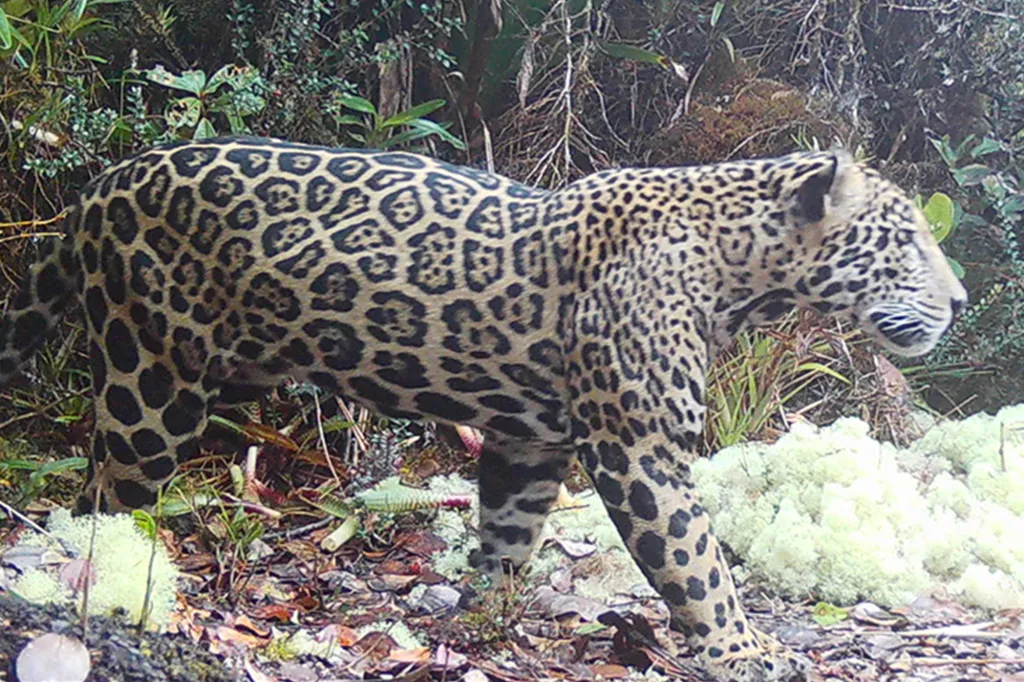 Jaguar walking through dense foliage in its natural habitat.