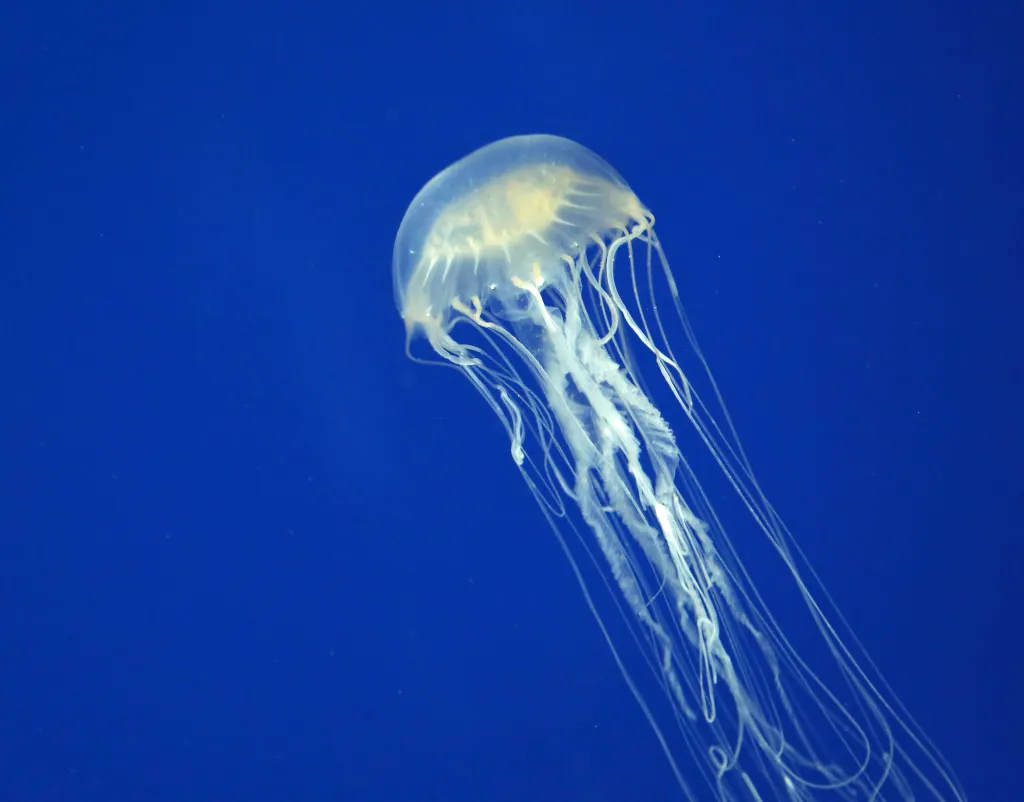 A box jellyfish with a translucent bell and long tentacles floats in deep blue water.