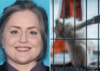 Sicko pleads guilty to paying for sexual torture videos involving monkeys for online group: ‘Sick person’