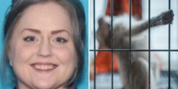 Sicko pleads guilty to paying for sexual torture videos involving monkeys for online group: ‘Sick person’