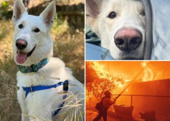 Milestone reached in Eaton Fire recovery as last dog displaced finds forever home