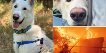 Milestone reached in Eaton Fire recovery as last dog displaced finds forever home