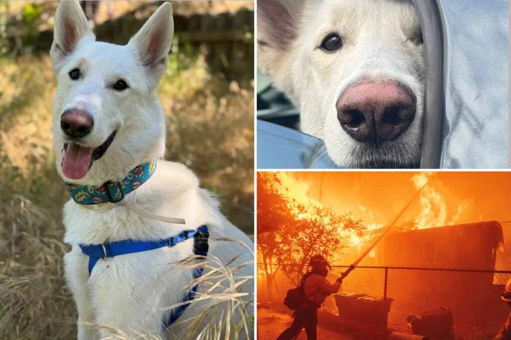 Milestone reached in Eaton Fire recovery as last dog displaced finds forever home