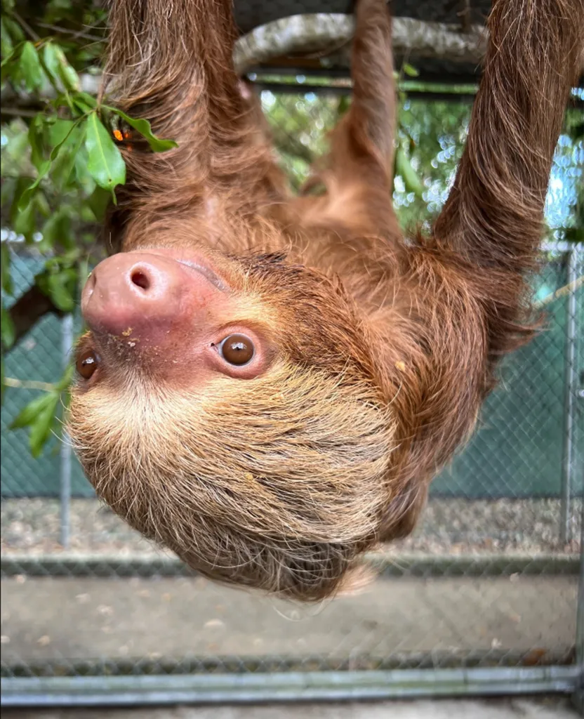 A two-toed sloth hangs upside down, looking directly at the camera.