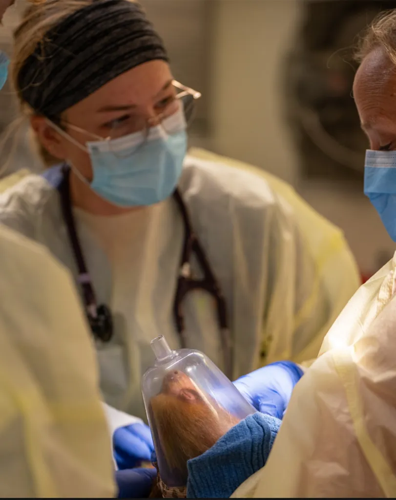 Sloth receiving medical care in a clear oxygen mask.