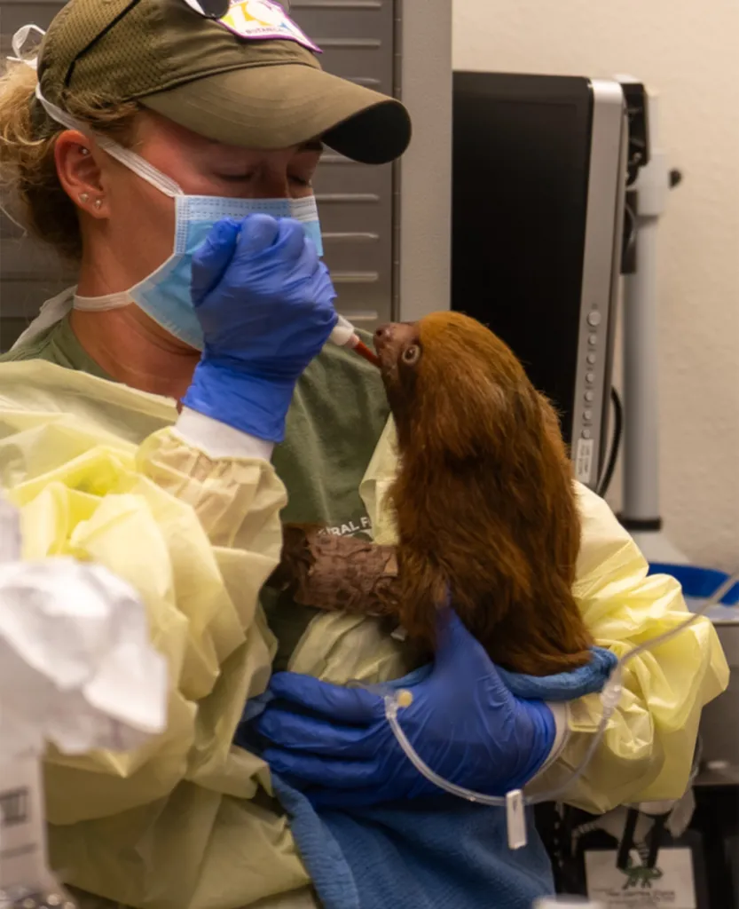 A zookeeper in a face mask, hat, and medical gown feeds a baby sloth with a syringe.