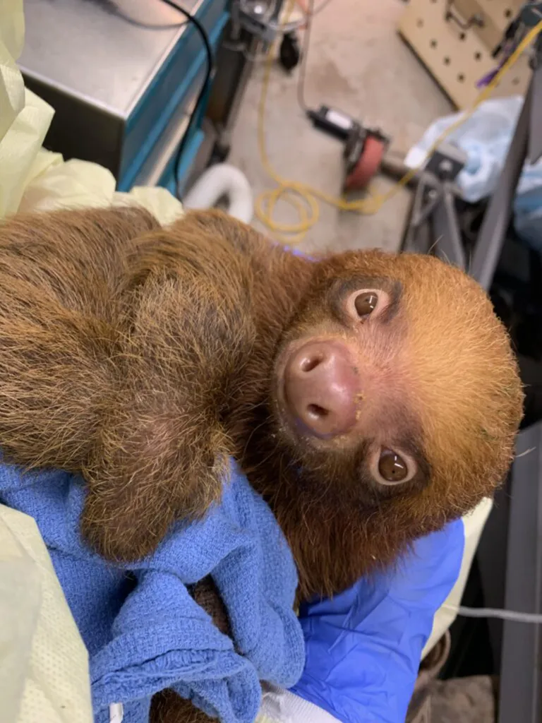 A baby sloth wrapped in a blue towel, held by a person wearing blue gloves.