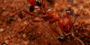 For Ants, a ‘Cleaning Station’ in the Desert