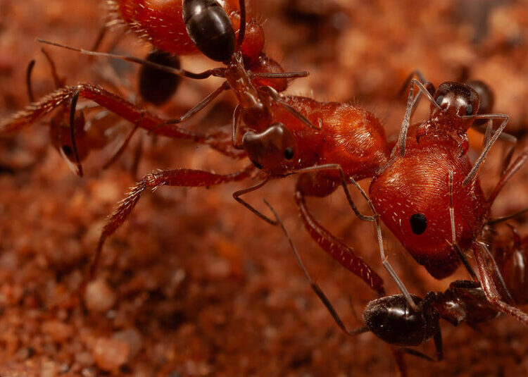 For Ants, a ‘Cleaning Station’ in the Desert