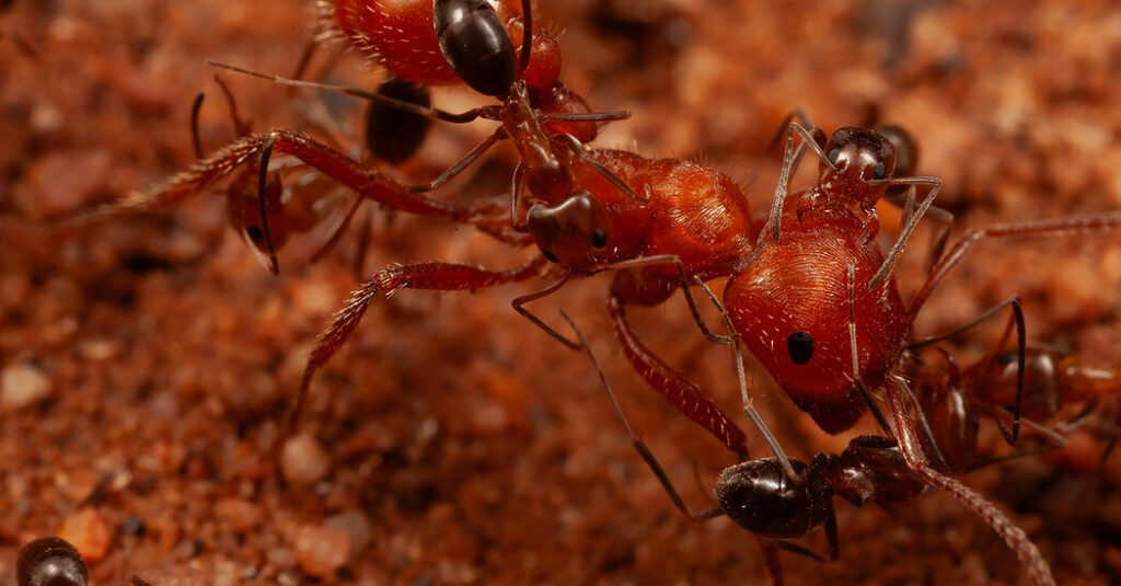 For Ants, a ‘Cleaning Station’ in the Desert