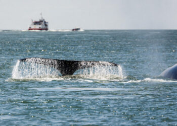 More Gray Whales Are Visiting San Francisco Bay, and Many Die There