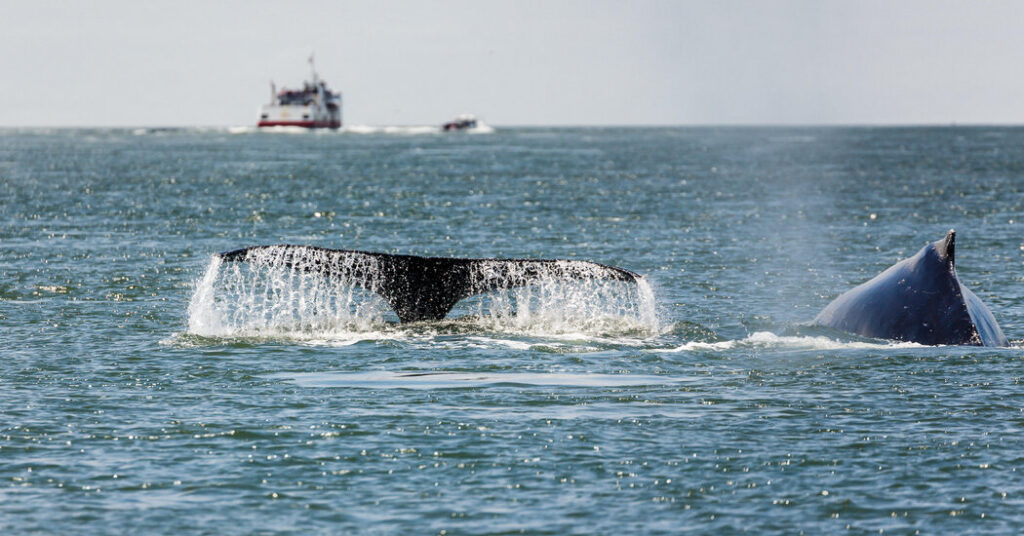 More Gray Whales Are Visiting San Francisco Bay, and Many Die There