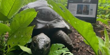 JONATHAN THE 193-YEAR-OLD TORTOISE IS STILL ALIVE, REPEAT HE HAS NOT DIED
