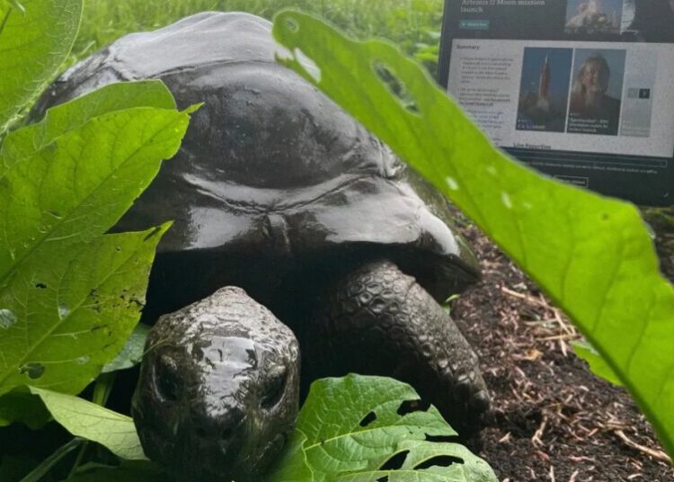 JONATHAN THE 193-YEAR-OLD TORTOISE IS STILL ALIVE, REPEAT HE HAS NOT DIED