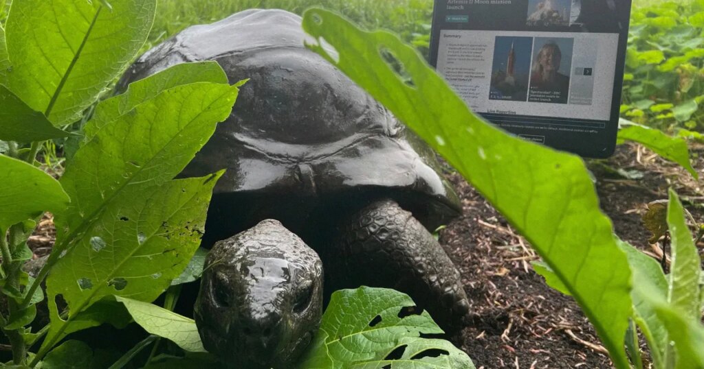 JONATHAN THE 193-YEAR-OLD TORTOISE IS STILL ALIVE, REPEAT HE HAS NOT DIED