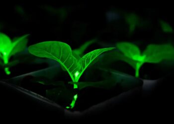 Chinese Scientists Bioengineering Plants With Firefly Genes to Glow, in Effort to Light Cities at Night