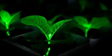 Chinese Scientists Bioengineering Plants With Firefly Genes to Glow, in Effort to Light Cities at Night