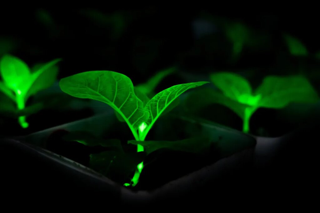 Chinese Scientists Bioengineering Plants With Firefly Genes to Glow, in Effort to Light Cities at Night