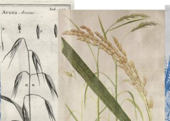 How the Whole-Grain Trend Went Wrong