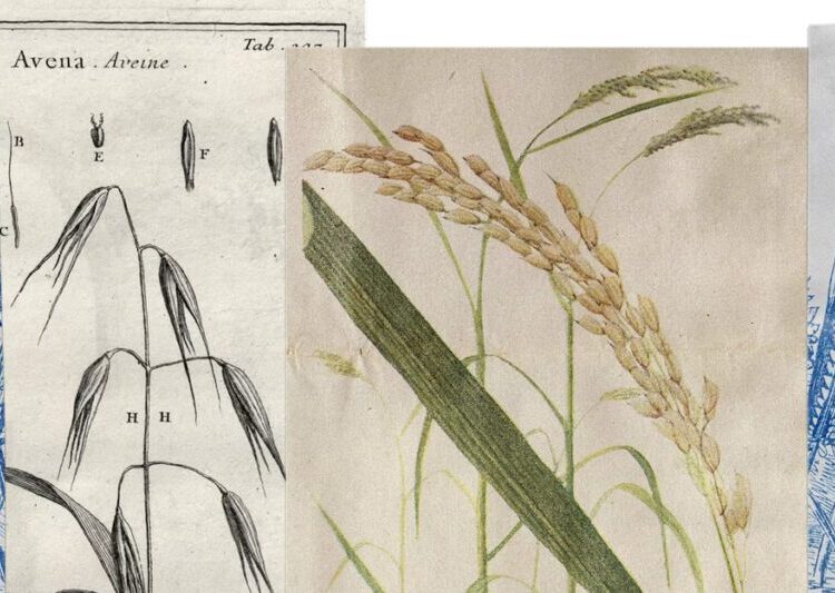 How the Whole-Grain Trend Went Wrong