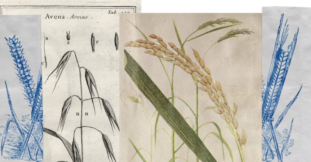 How the Whole-Grain Trend Went Wrong