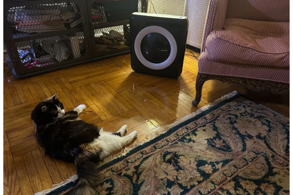 A cat in a room with an air purifier