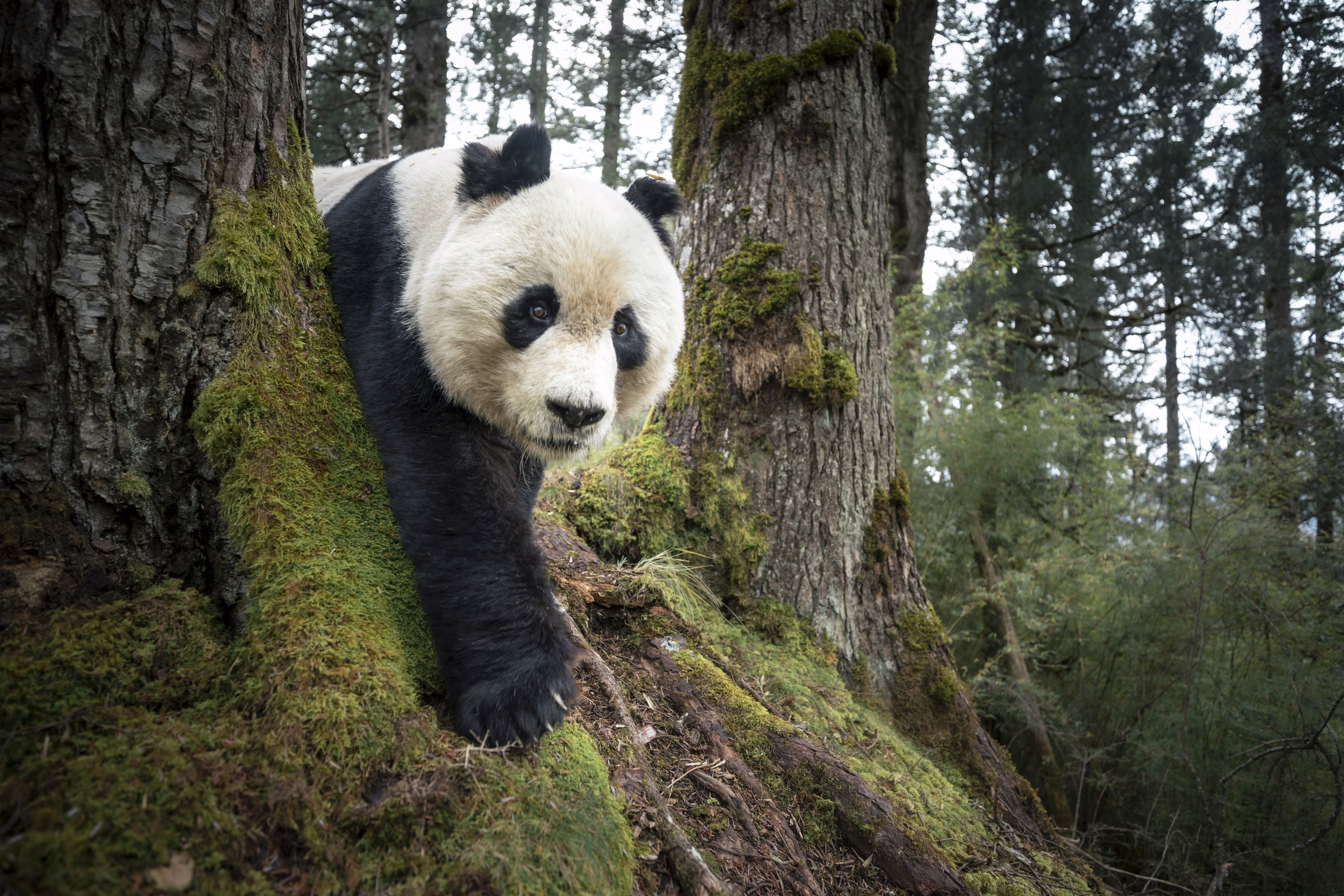 A giant panda walks among trees in a forest.