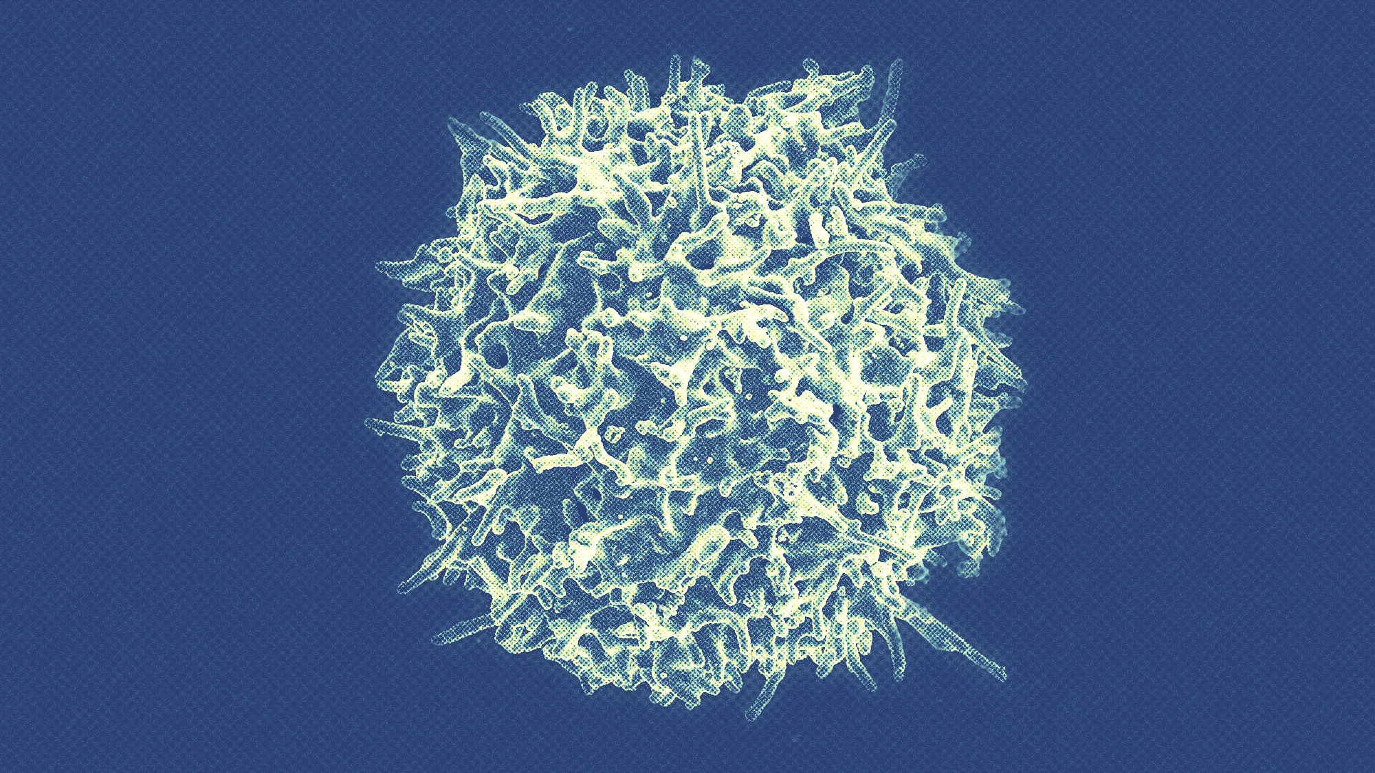 A close-up image of a T cell