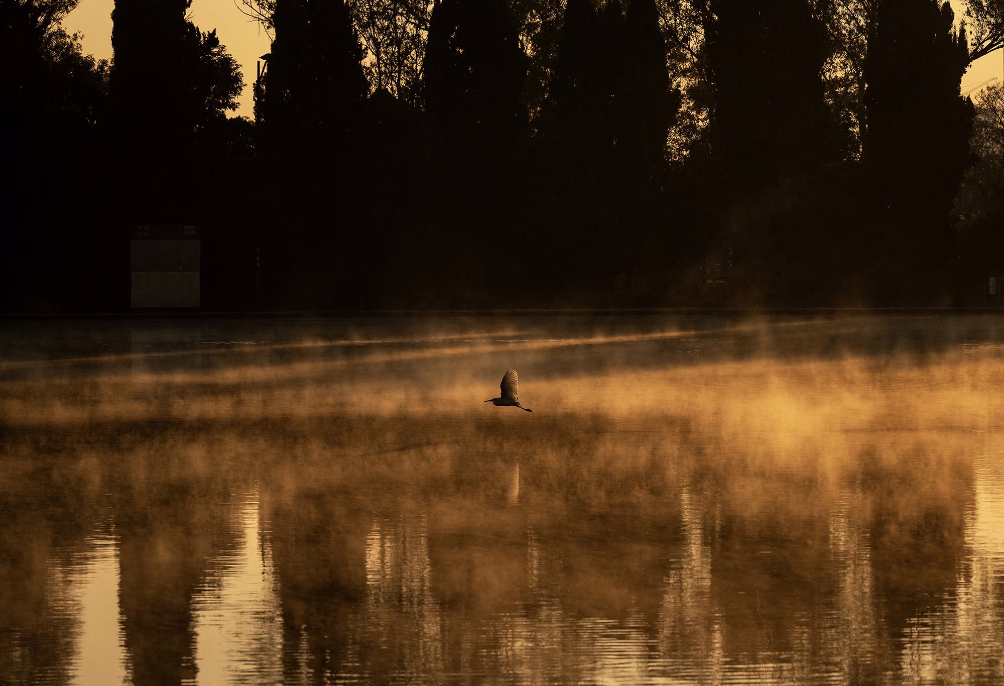 A bird flies low, above the water, as steam rises from a lake.