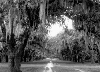 The Writers Who Can’t Let Go of the South