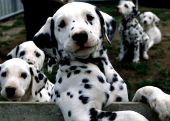 Man’s best friend may soon live a little longer thanks to a new pill promising to extend your pup’s lifespan