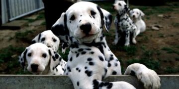 Man’s best friend may soon live a little longer thanks to a new pill promising to extend your pup’s lifespan