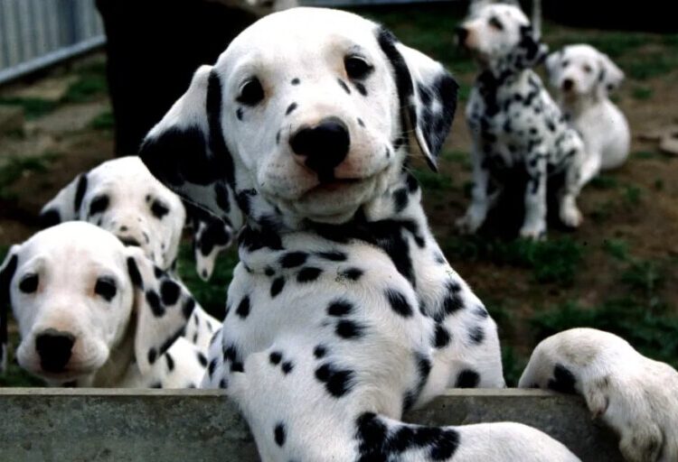 Man’s best friend may soon live a little longer thanks to a new pill promising to extend your pup’s lifespan