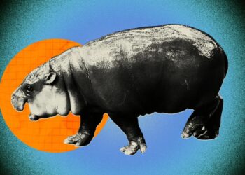 Man Punished for Breaking Into Moo Deng’s Zoo Enclosure