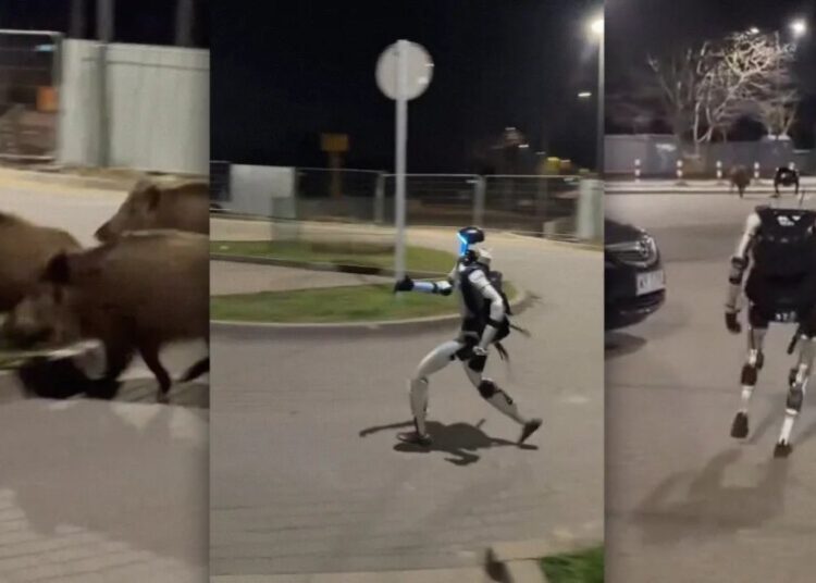 Video Shows Humanoid Robot Chasing a Pack of Wild Boars
