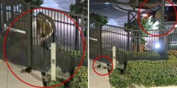 Sicko dumps puppy in coyote country, drives off