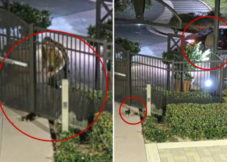 Sicko dumps puppy in coyote country, drives off