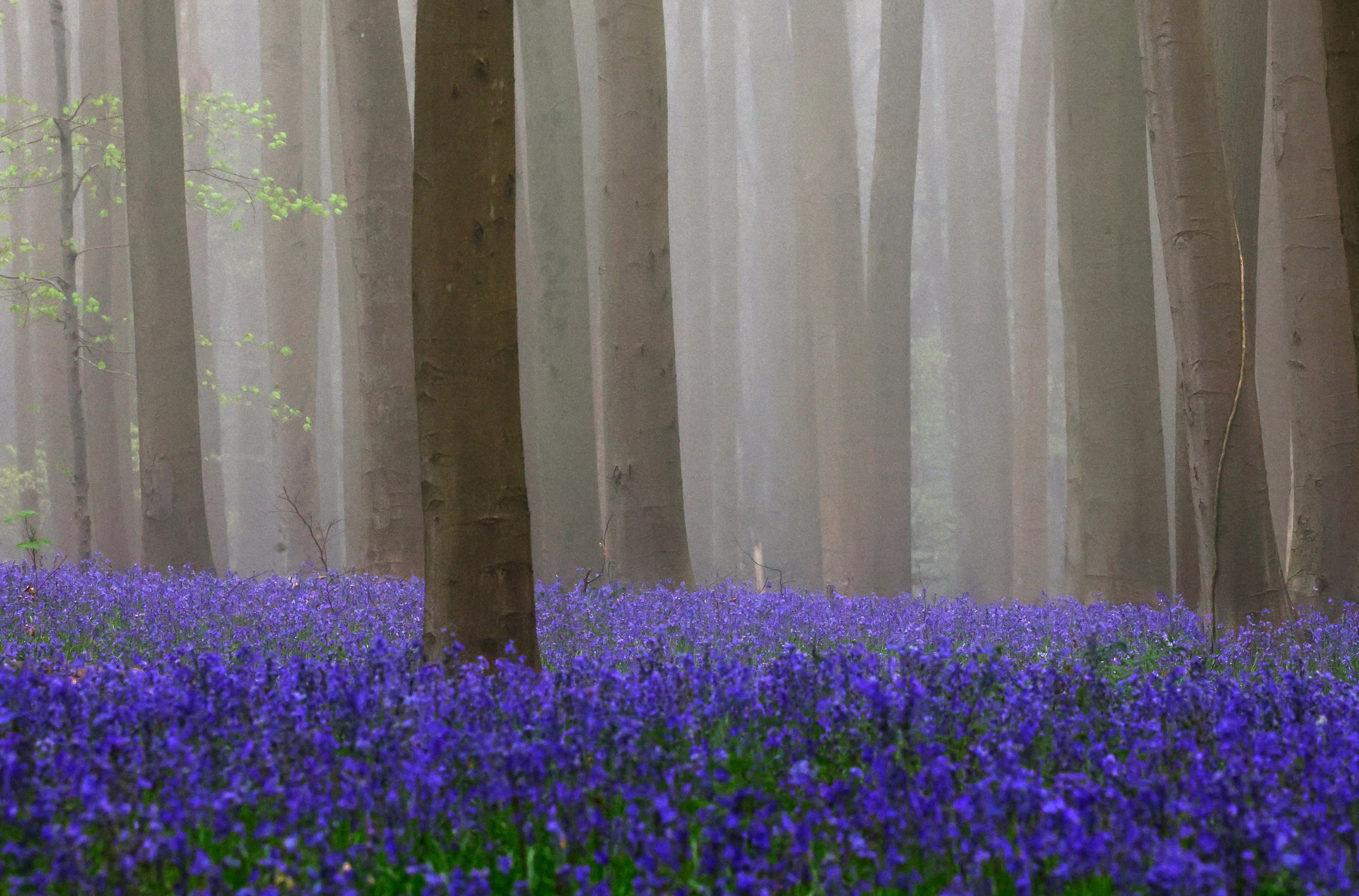 Blue wildflowers cover the floor of a forest, seen on a misty day.