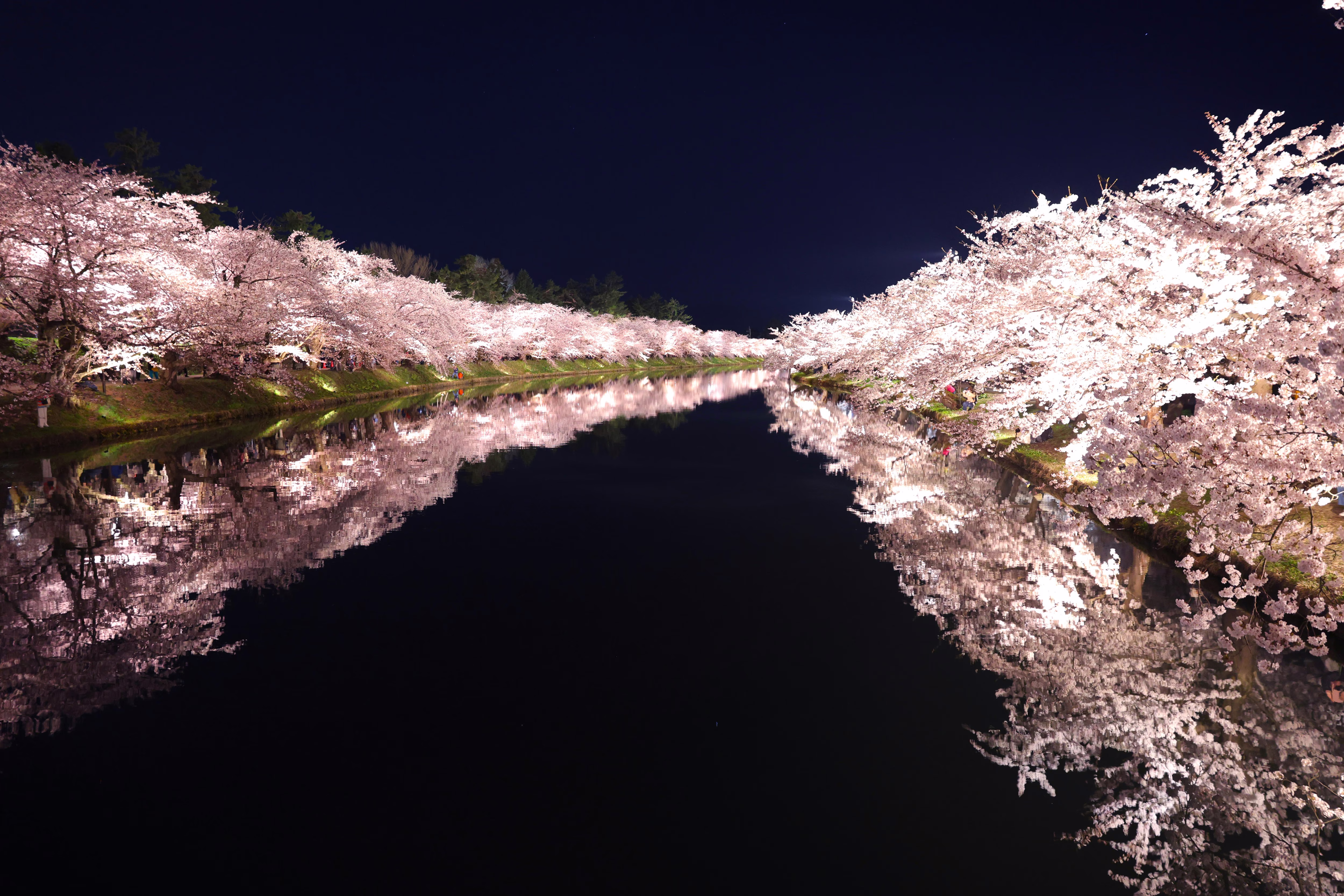 Blossoming cherry trees, seen alongside a canal, lit up at night.