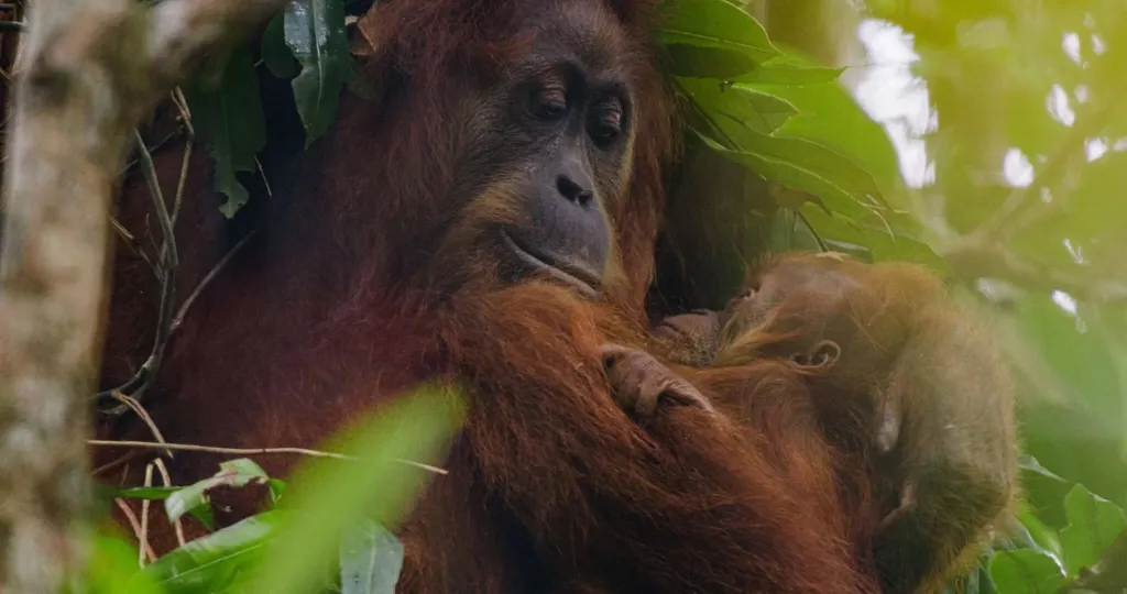 orangutan