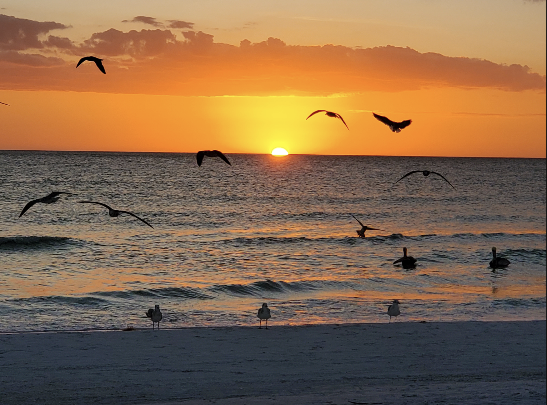 Birds over a sunset